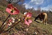 MONTE ZUCCO, anello da casa...una festa di fiori (17mar21)